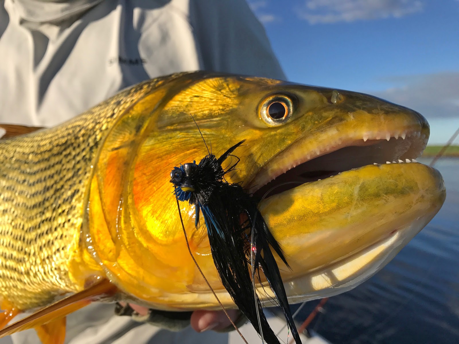 Chifly.com Blog - Chicago Fly Fishing Outfitters: Argentina Golden Dorado  Trip at Pira Lodge