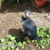 Sernapesca del Maule relocaliza a pingüino magallánico hallado en caleta Curanipe