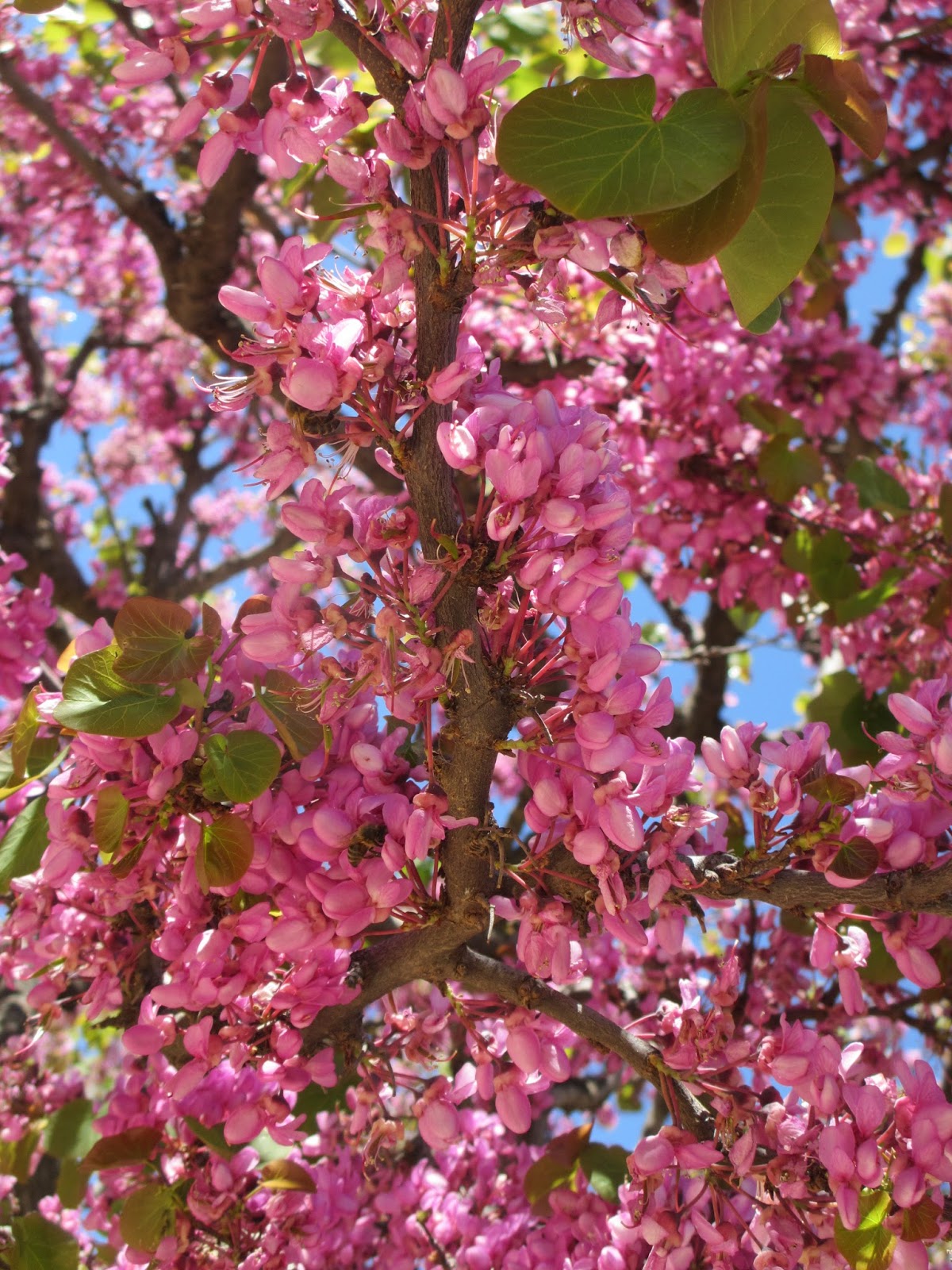 Trädgård i torslanda: maj 2016