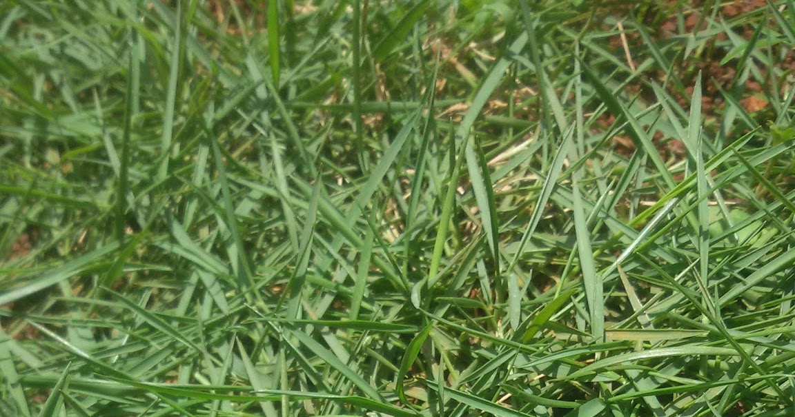 Gambar Perbedaan Rumput Jepang Dengan Swiss - TUKANG TAMAN