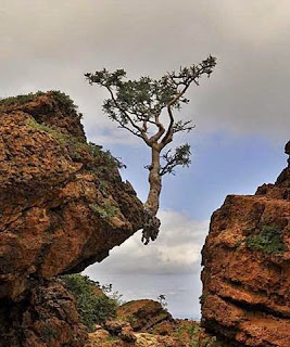 Tree clinging to a rock