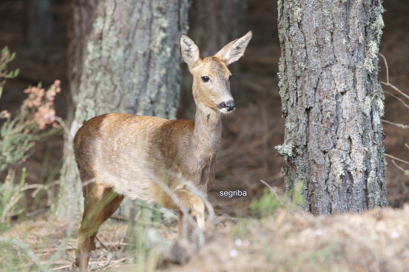 laiberianatural: Corzo (Capreolus capreolus)