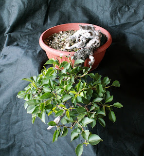 Yamadori Prunus mahaleb bonsai cultivation winter image