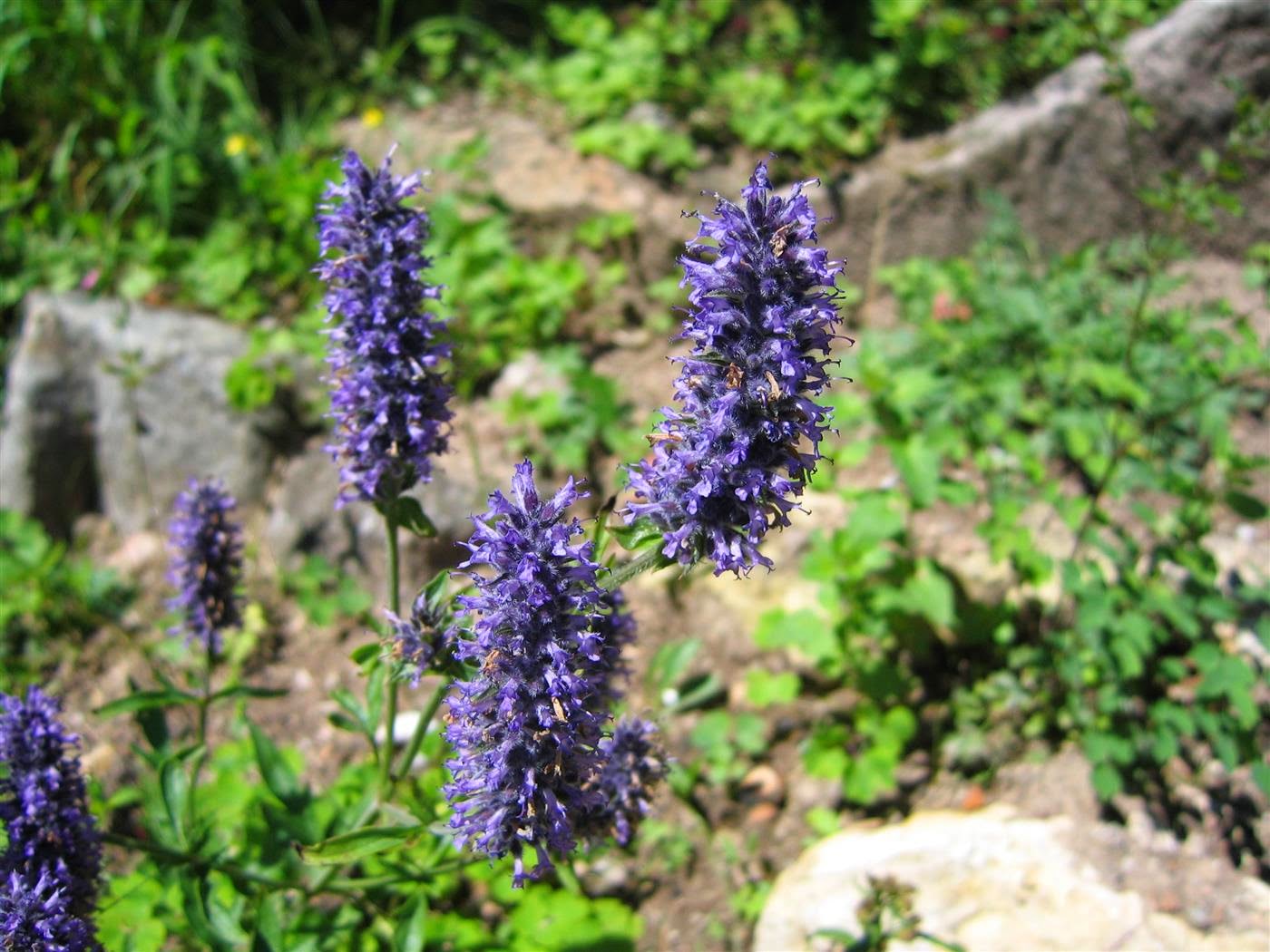 Schizonepeta Tea Benefits ~ Healthy Tea 101