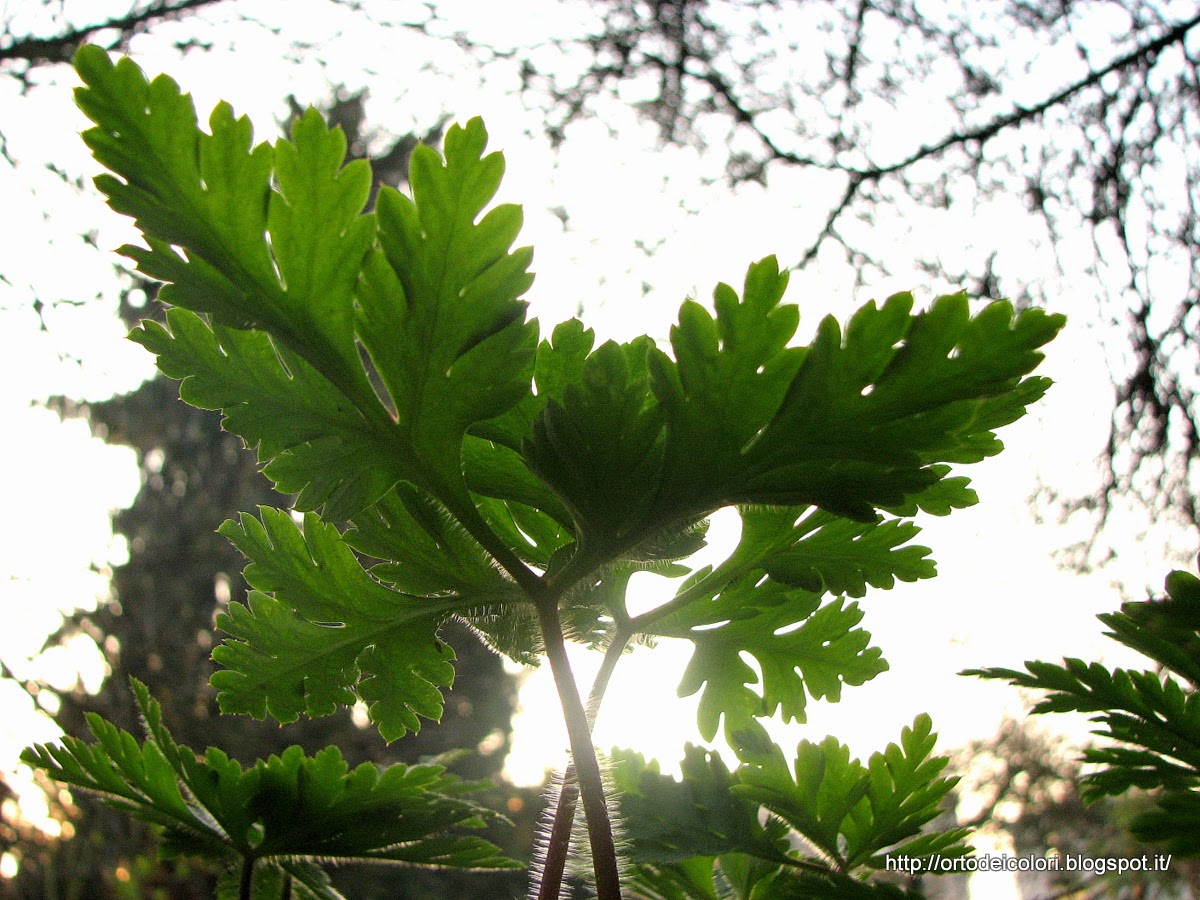L'orto dei colori Foglie e germogli