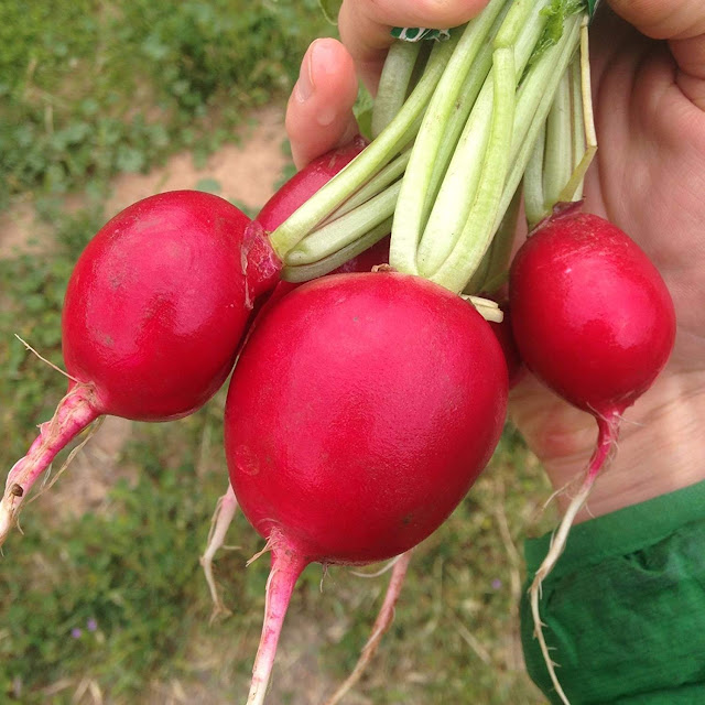 How to Grow Radishes