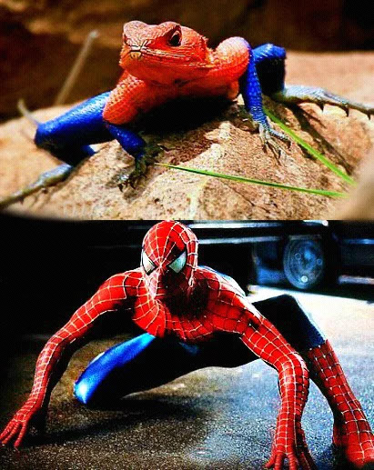 Layaknya Spiderman, Lihatlah Perubahan Pada Bunglon Unik Ini!