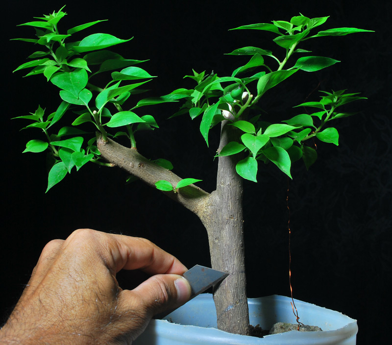 Air Layering and Thread Grafting Bougainvillea Bonsai Cutting 7 Bonsai Adventure A Guide