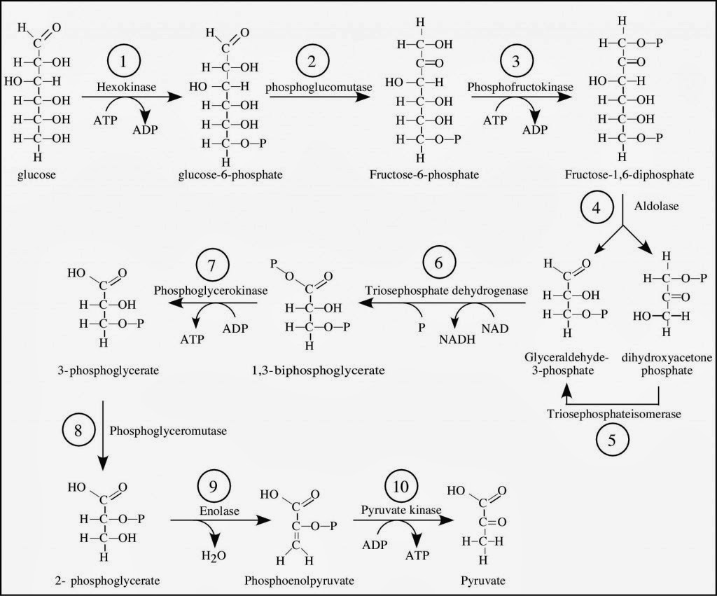 Hasil dari dekarboksilasi oksidatif yang masuk siklus krebs adalah molekul