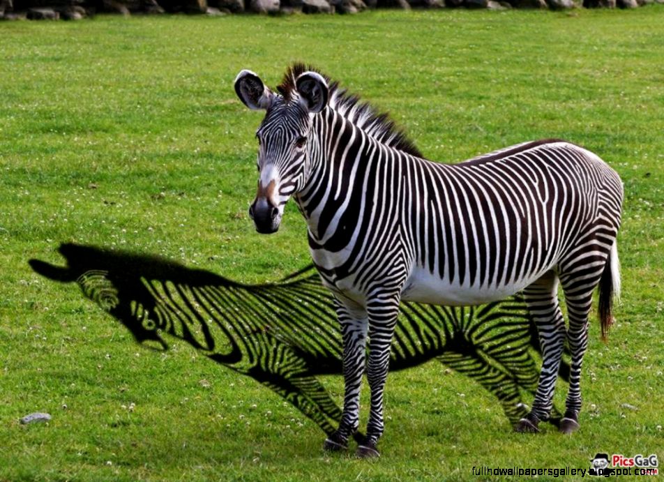 Funny Zebra Face Desktop Wallpaper Full HD Wallpapers