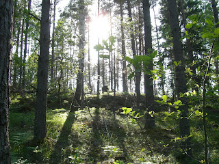 Powerwalk%2Bi%2Bskogen%2B%25282%2529 - Skön kvällsträning