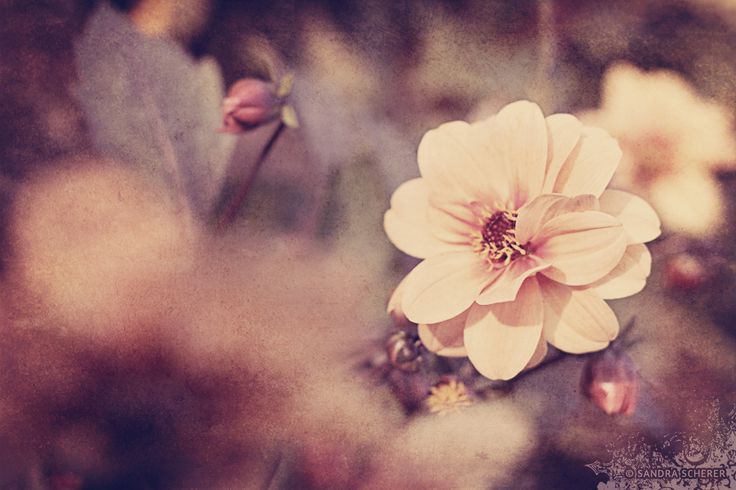Image result for vintage flower photography
