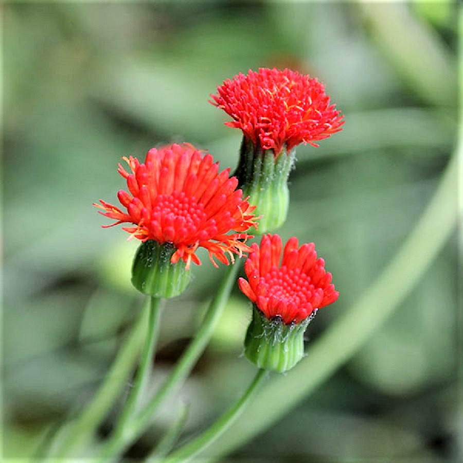 Plants & Gardens in Colonial & Early America Plants in Early American