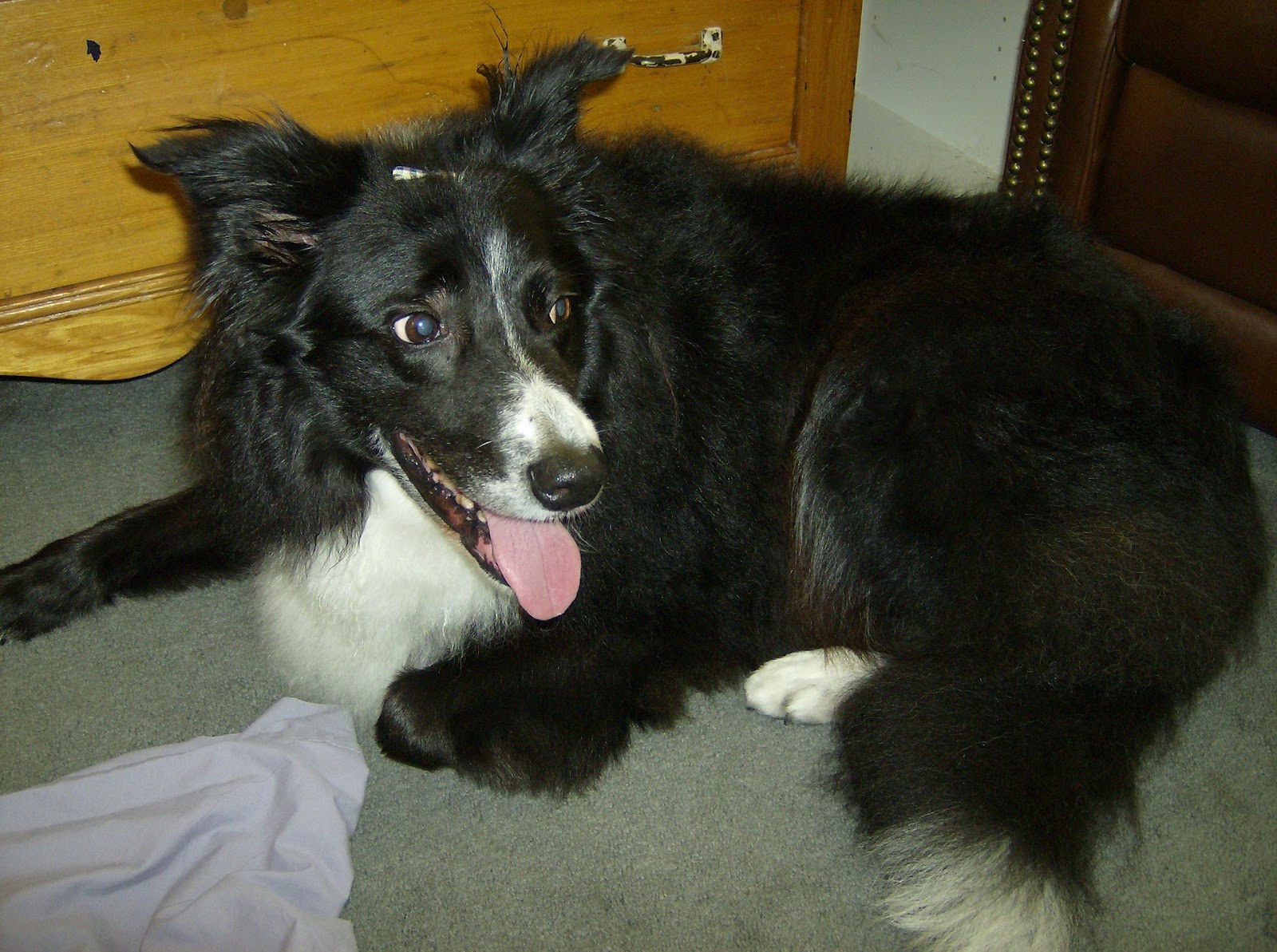 Dogs Rule Iowa Border Collie Breed in Iowa