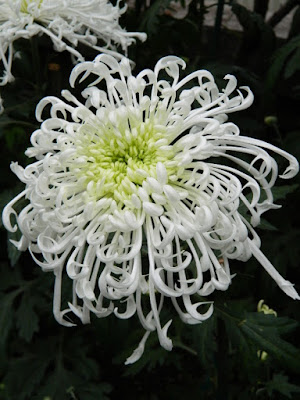 White spider chrysanthemum at 2016 Allan Gardens Conservatory  Fall Chrysanthemum Show by garden muses-not another Toronto gardening blog