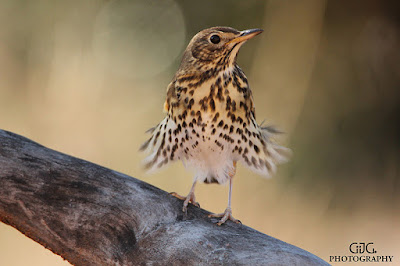 Zorzal común (Turdus philomelos)