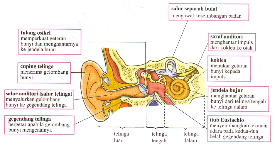 Struktur Telinga Manusia Beserta Gambar Dan Penjelasan Lengkap Riset