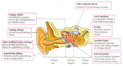 Struktur dalam telinga terlibat dalam deria pendengaran