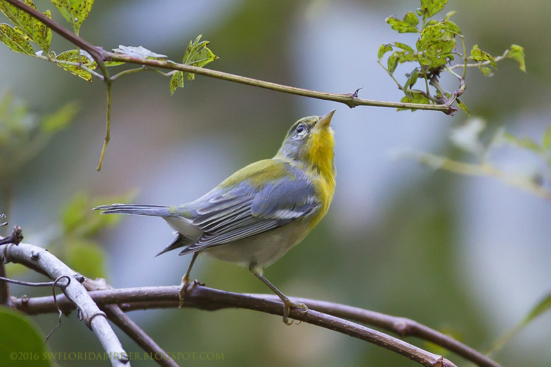 Feature Sawgrass Lake Park Pt. I Focusing on Wildlife