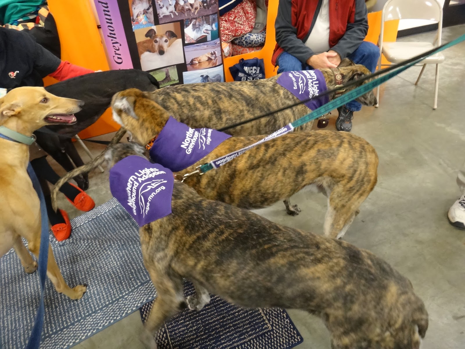 Northern Lights Greyhound Adoption Dog Blog Weekend Plans