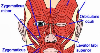 Nonverbal World - The world without words: Reading Body Language