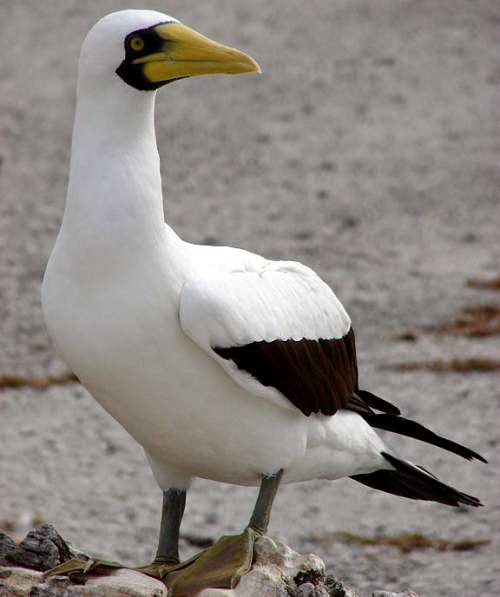 Indian birds - Masked booby - Sula dactylatra