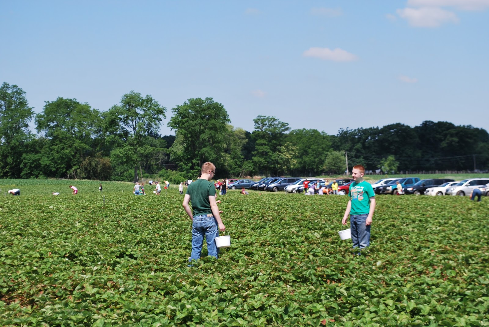 Johnson's Farm Produce