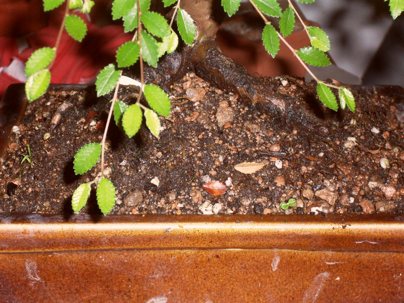 Bonsai Web: Plantando musgo...