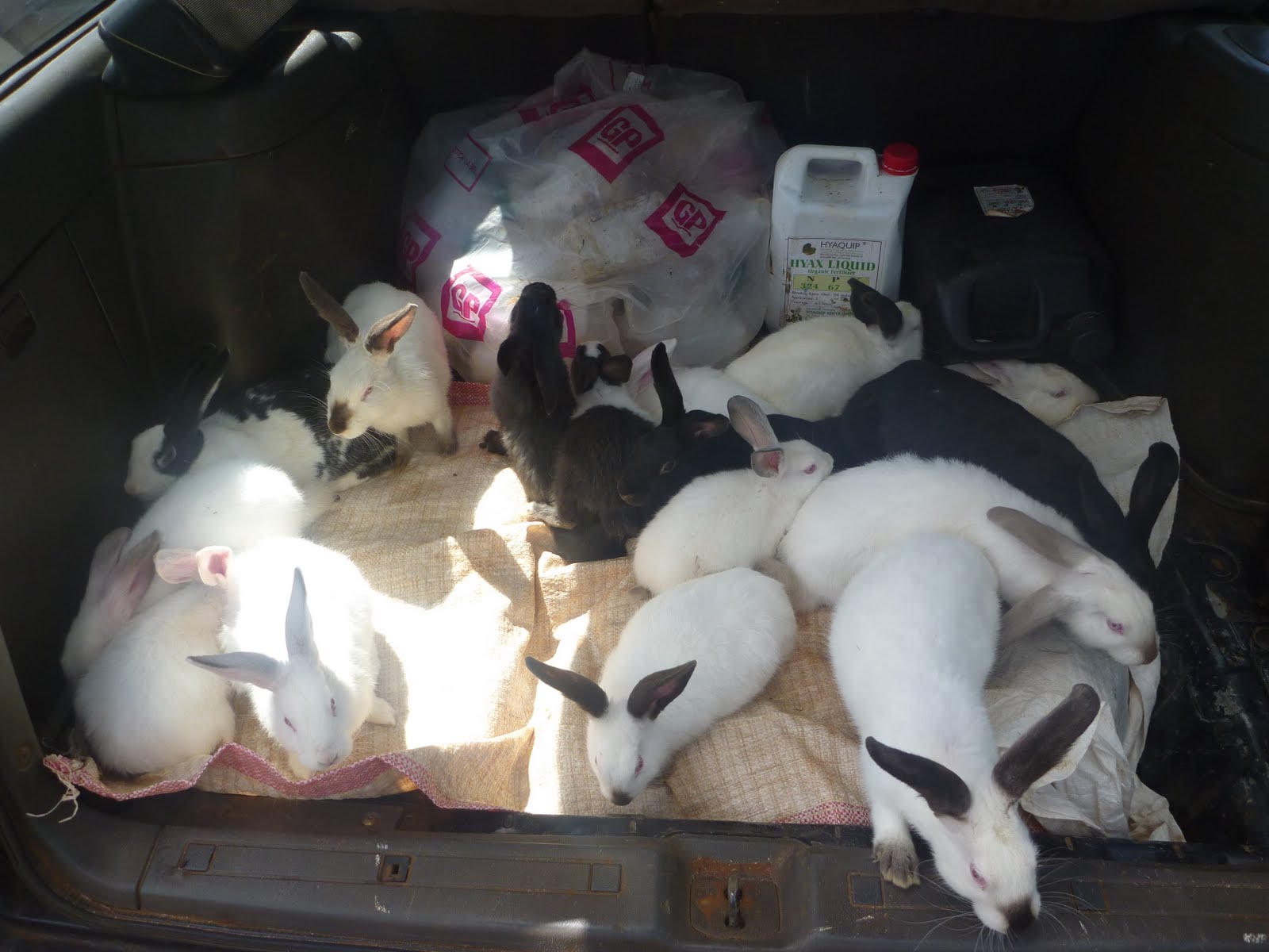 PETS HOME Equipments You Need for Rabbit Breeding