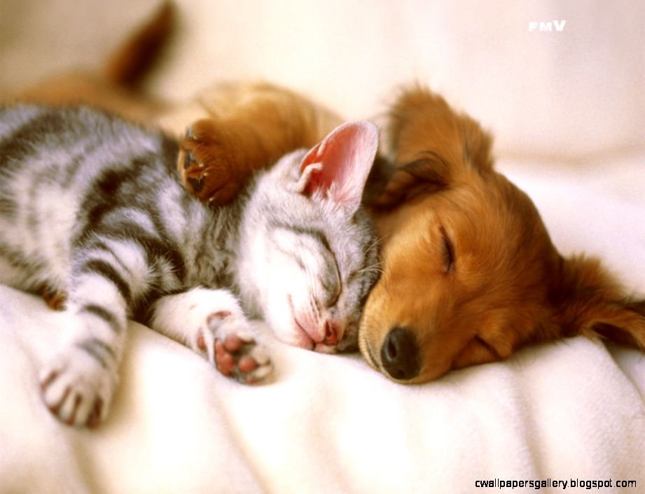 Cute Kittens And Puppies Sleeping Together Wallpapers Gallery
