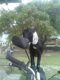 funny goat riding bike,goat kissing on bike mirror