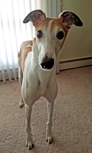 image of Dudley the Greyhound standing in the living room, looking at me with big eyes