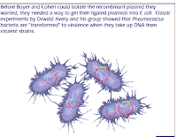 Straining Forward: AP bio: Bacterial Transformation and Transduction