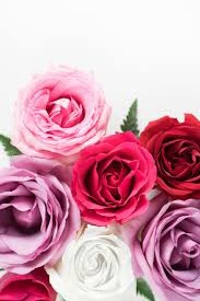 Gambar bunga mawar, wallpaper, sketsa, serta cara membuat gambar bunga mawar