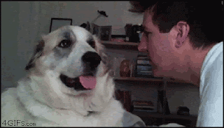 Dog slapping man with paw