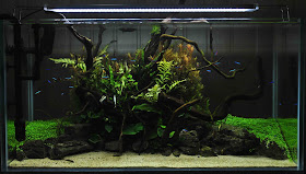 nature aquarium store