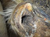 The Abscess Hole