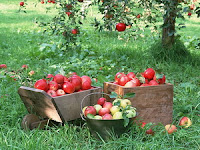 Засаждане и отглеждане на Ябълки