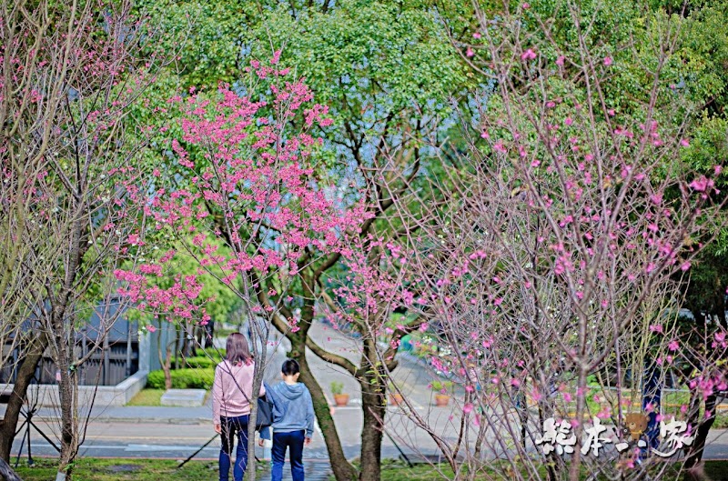 心湖櫻緣|三峽台北大學「心湖櫻花步道」-杜鵑、吉野櫻、木棉花齊綻放