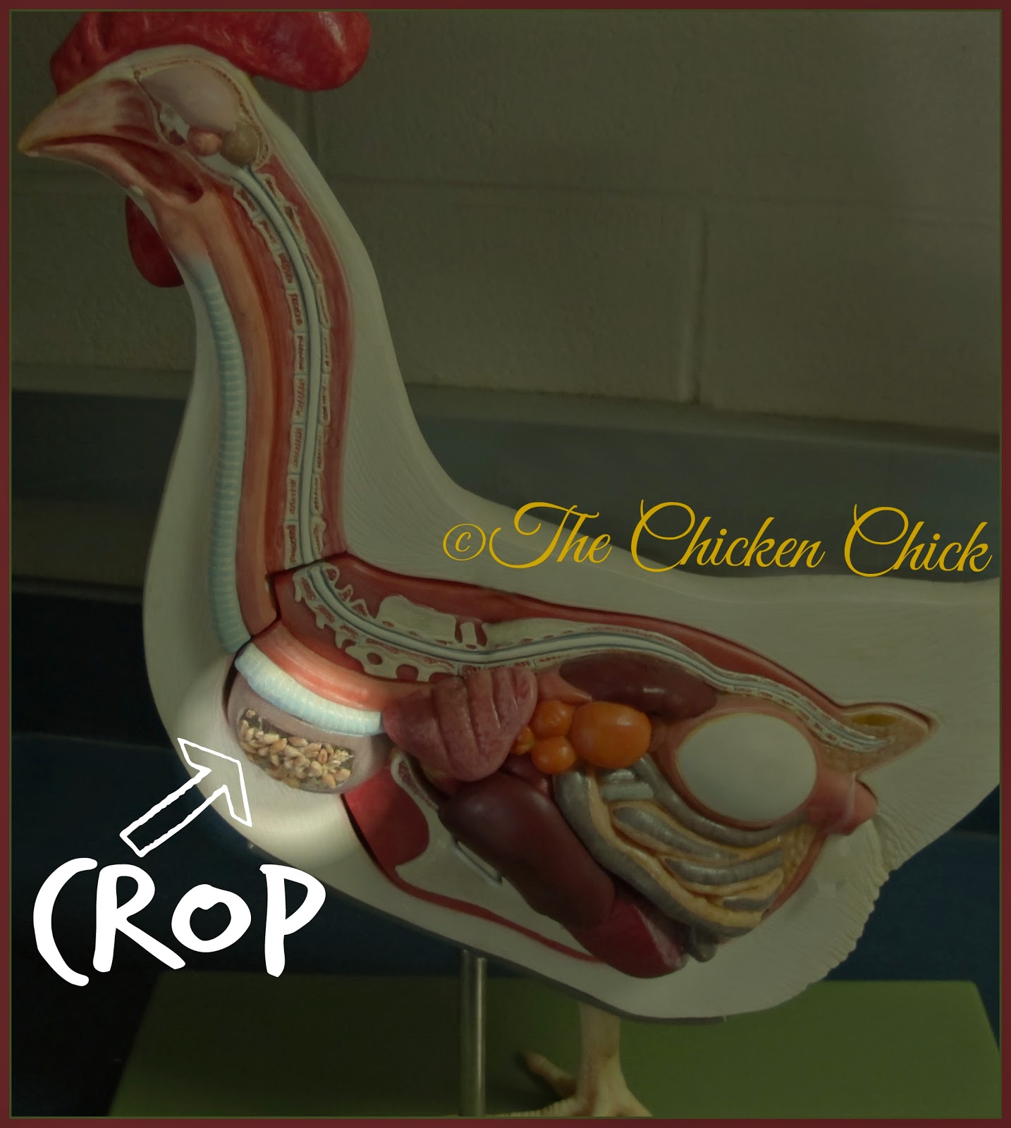 The Chicken Chick®: Pendulous Crop in Backyard Chickens