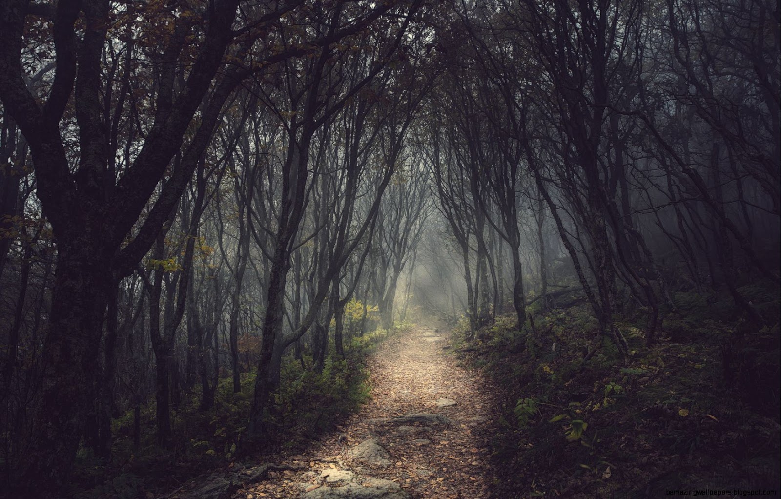 Dark Mysterious Forest Path