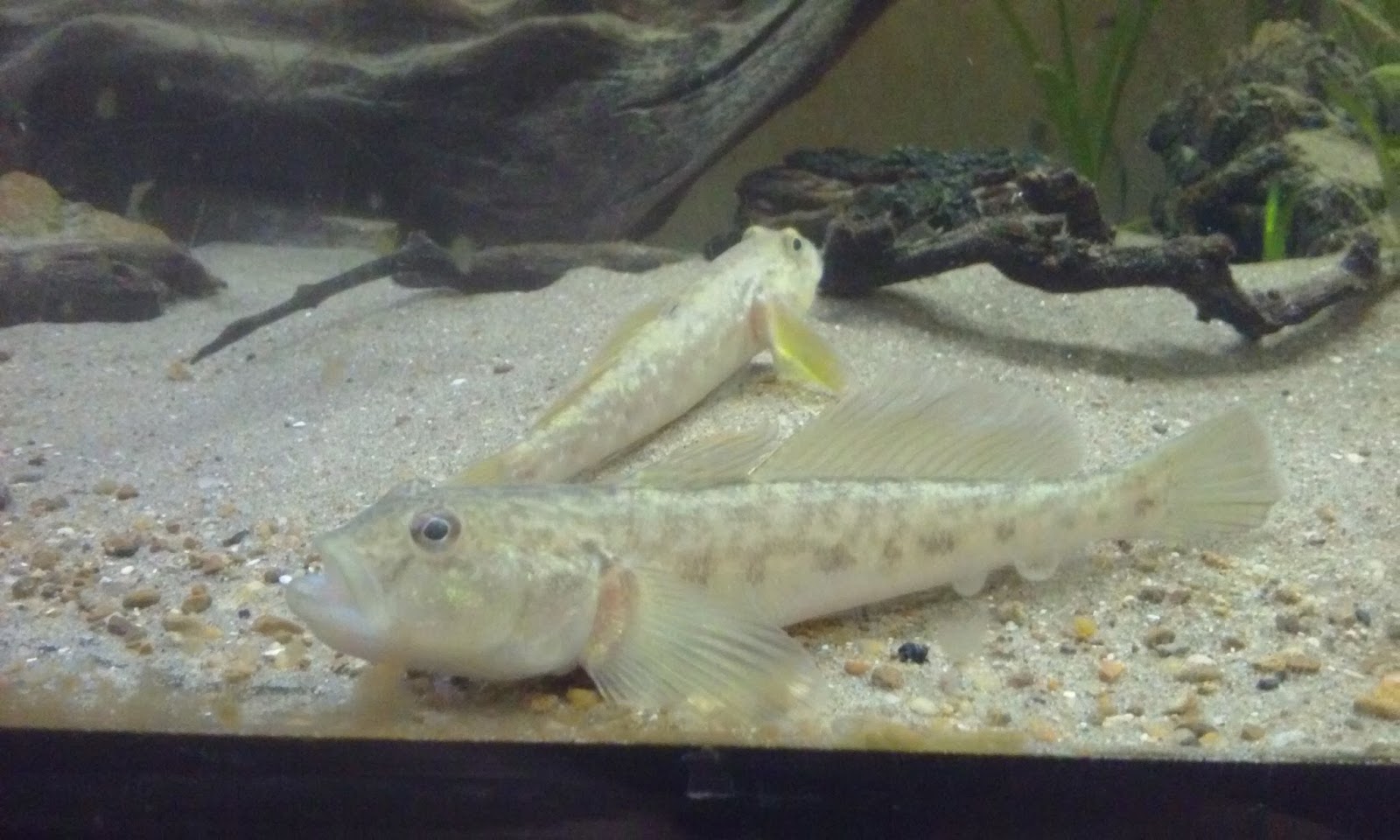 Cool Goby Blog: My Freshwater Gobies in their Biotope Aquarium