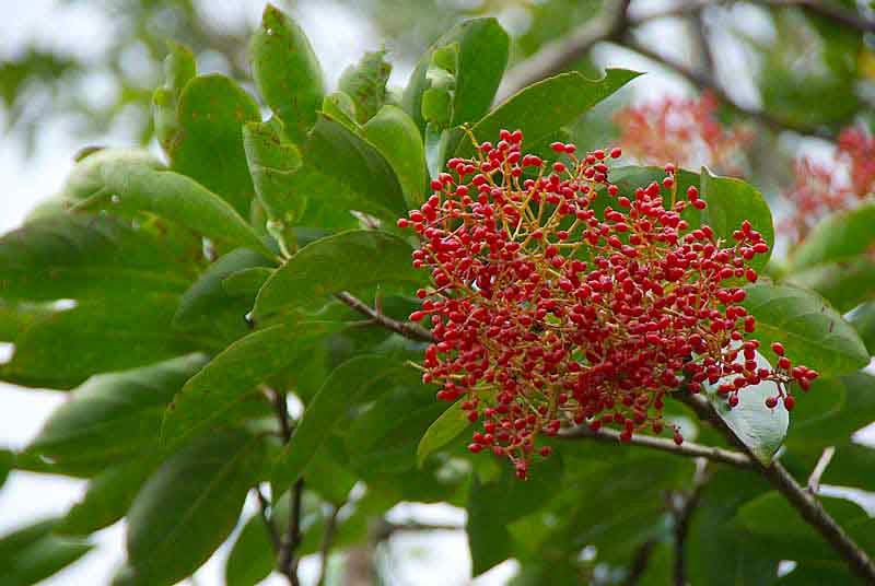 Red Berries, Viburnum odoratissimum