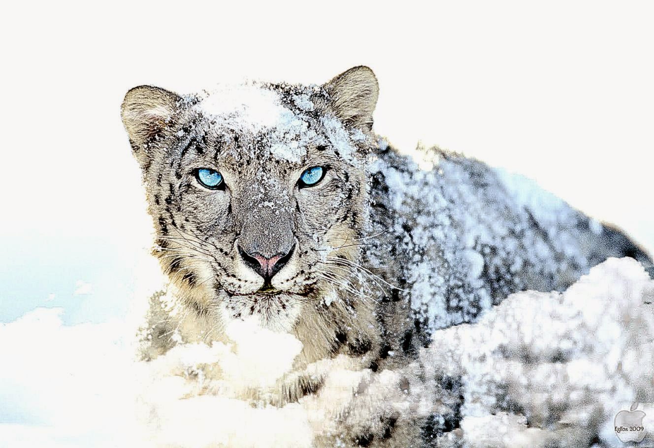 Snow Tiger Wallpaper Hd