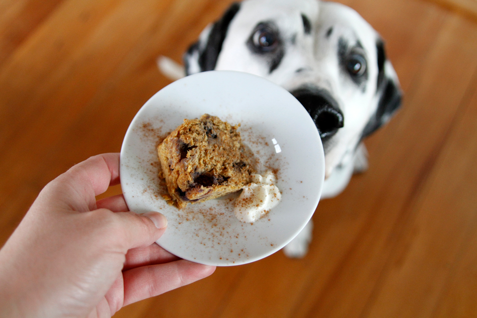Dalmatian DIY {RECIPE} Peanut Butter Pumpkin Dog Cake with Blueberries