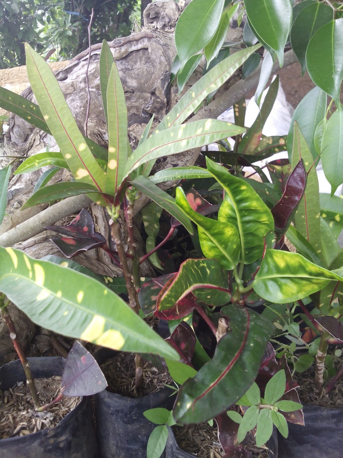 3 jenis tanaman hias murah (tapi tidak murahan) - Rahmat Tahery