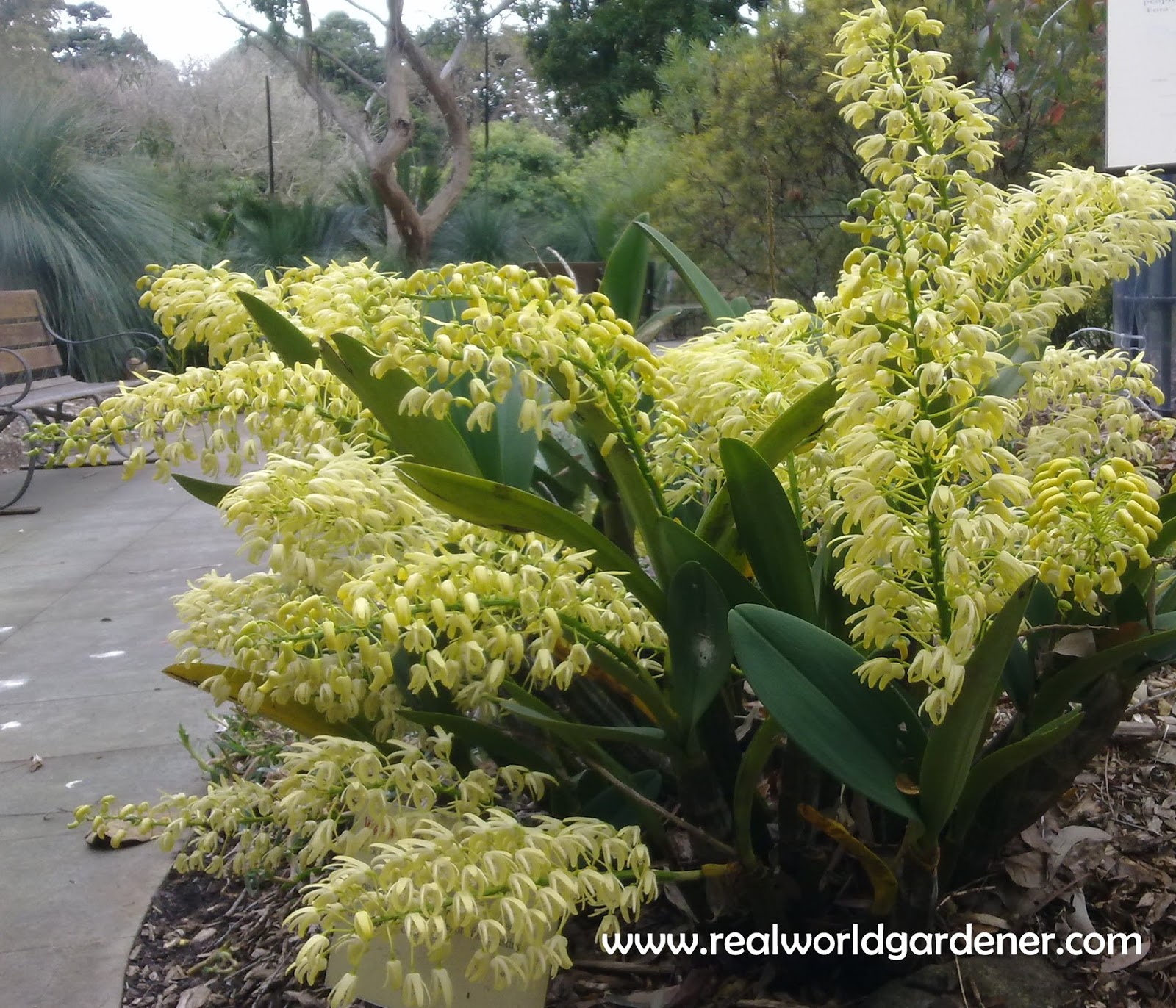 Real World Gardener From Paris Gardens to Sydney Rock Orchids