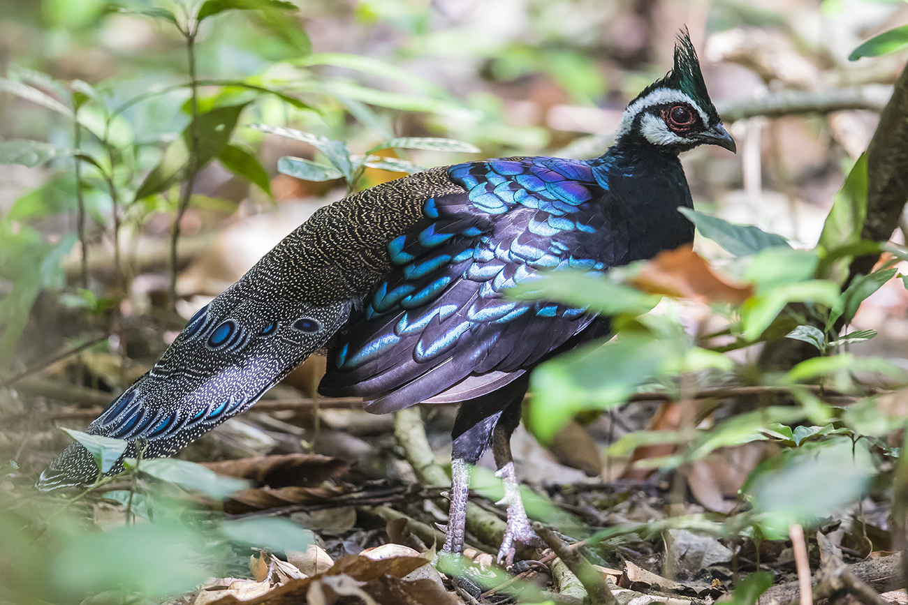 As The Crow Flies - a Hong Kong Birding Blog: Philippines - Palawan ...