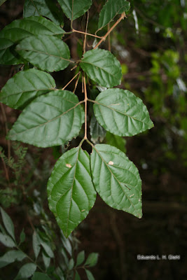 Guabiroba Campomanesia xanthocarpa