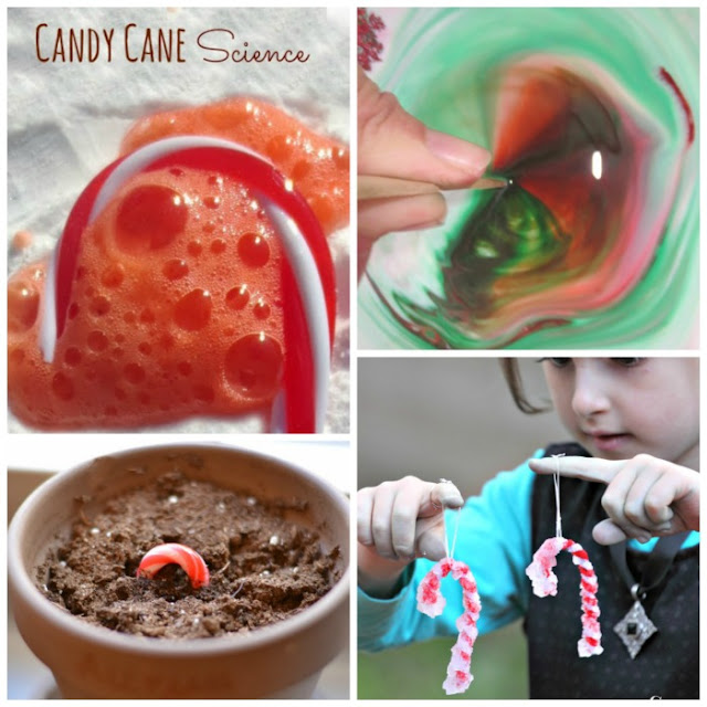 Christmas Science for Kids Growing A Jeweled Rose